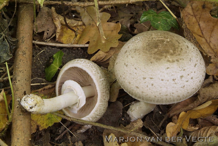 Hazelhoenchampignon - Agaricus phaeolepidotus