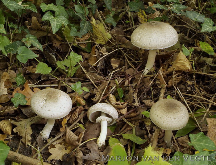 Hazelhoenchampignon - Agaricus phaeolepidotus