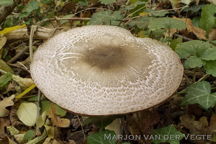 Hazelhoenchampignon - Agaricus phaeolepidotus