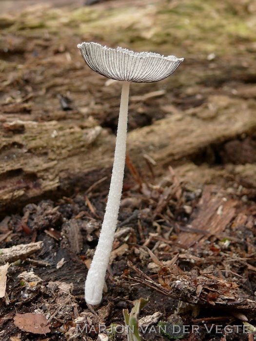 Hazenpootje - Coprinopsis lagopus