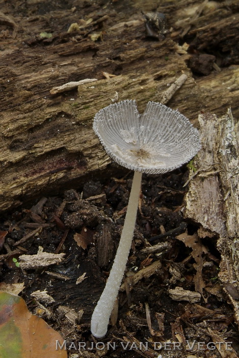 Hazenpootje - Coprinopsis lagopus