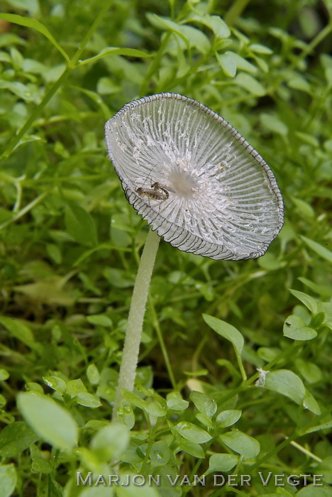 Hazenpootje - Coprinopsis lagopus