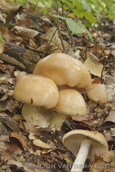 Zomervaalhoed - Hebeloma aestivalis