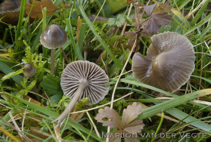 Heidekleefsteel mycena - Mycena pelliculosa