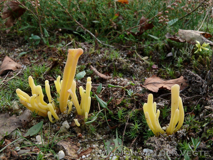 Heideknotszwam - Clavaria argillacea