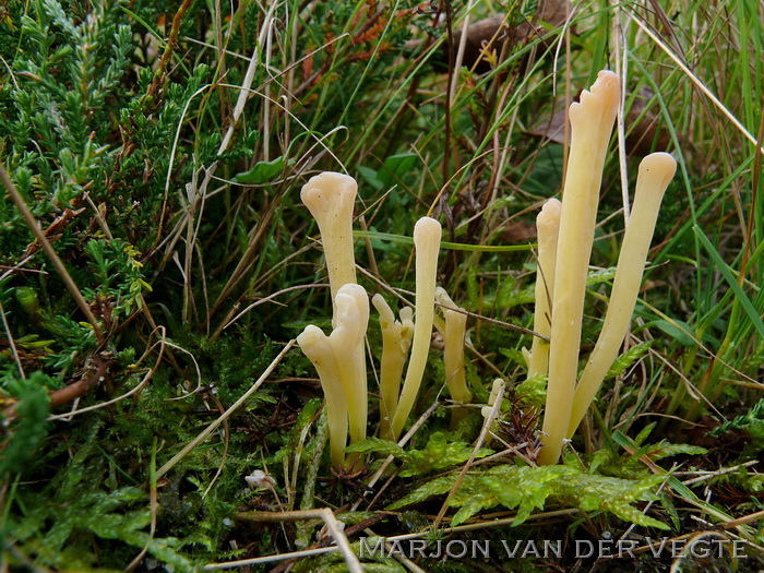 Heideknotszwam - Clavaria argillacea