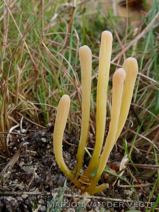 Heideknotszwam - Clavaria argillacea