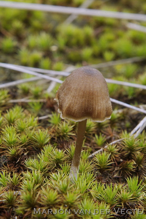 Heidesatijnzwam - Entoloma fernandae