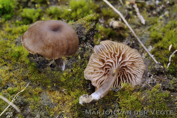 Heidesatijnzwam - Entoloma fernandae