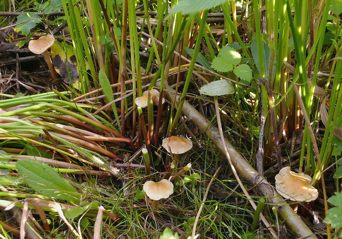 Bleke moeraszwavelkop - Hypholoma elongatum