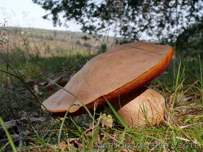 Heksenboleet - Neoboletus erythropus