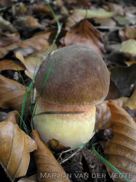 Heksenboleet - Neoboletus erythropus