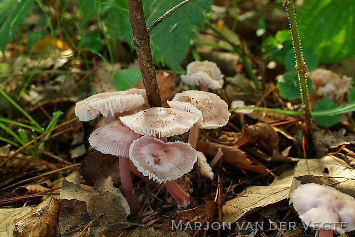 Elfenschermpje - Mycena pura