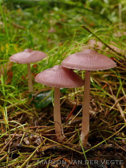 Heksenschermpje - Mycena rosea