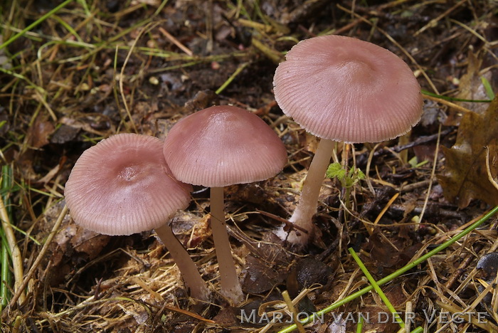 Heksenschermpje - Mycena rosea