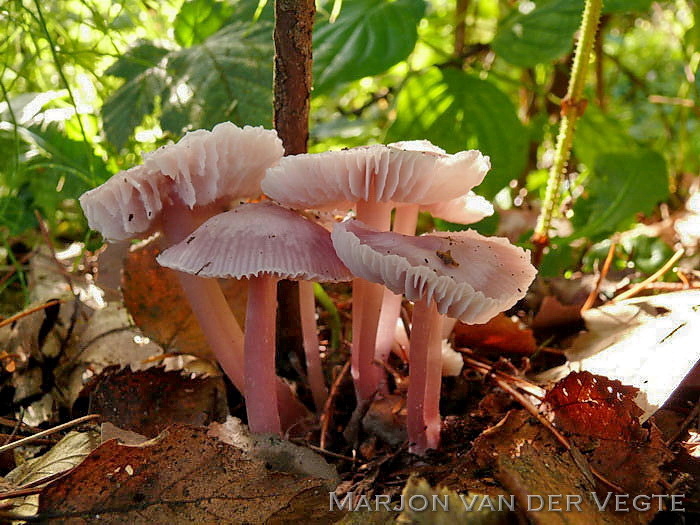 Elfenschermpje - Mycena pura