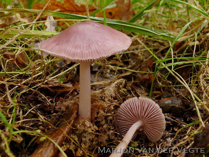 Heksenschermpje - Mycena rosea