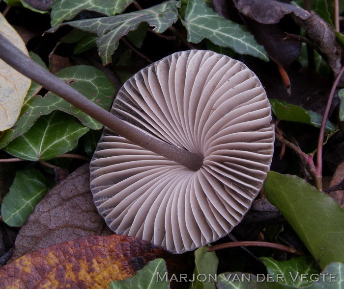 Helmmycena - Mycena galericulata