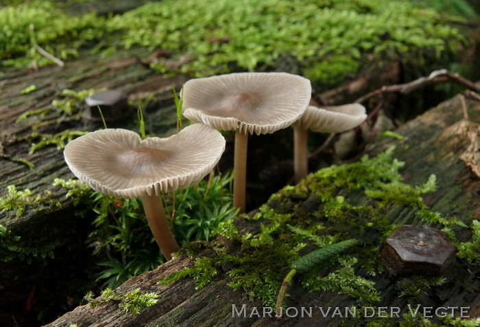 Helmmycena - Mycena galericulata