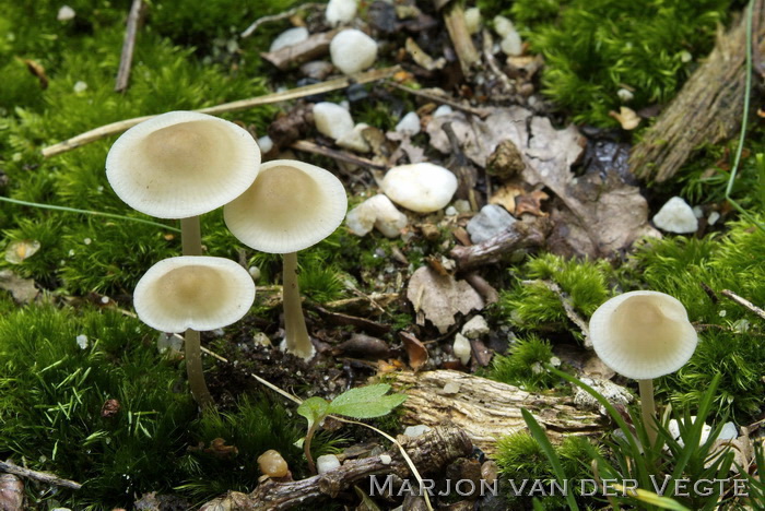 Bleekgele mycena - Mycena flavoalba