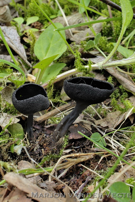 Zwarte schotelkluifzwam - Helvella corium