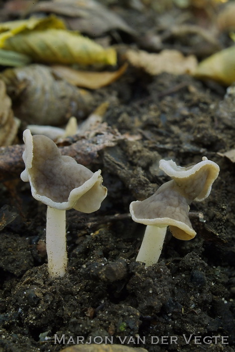 Witstelige zadelkluifzwam - Helvella latispora