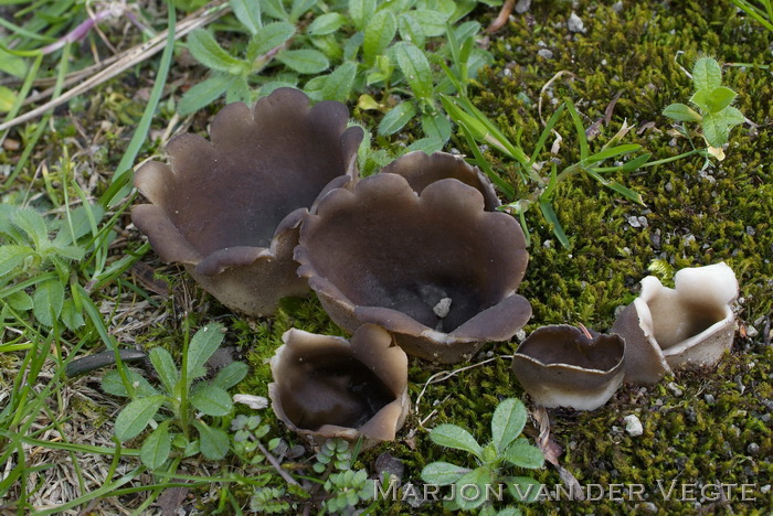 Zwartwitte bokaalkluifzwam - Helvella leucomelaena