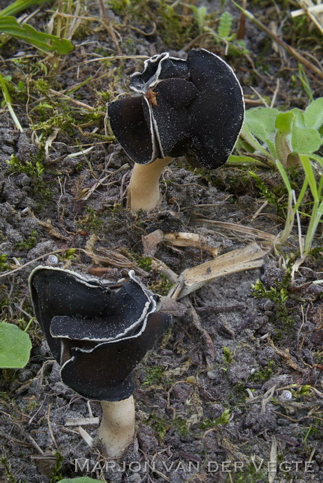 Nonnenkapkluifzwam - Helvella spadicea