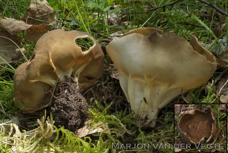 Viltige bokaalkluifzwam - Helvella unicolor