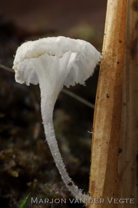 Grashalmmycena - Hemimycena epichloe