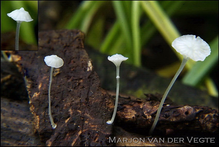 Smalspoormycena - Hemimycena gracilis