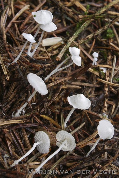 Sneeuwwitte mycena - Hemimycena lactea