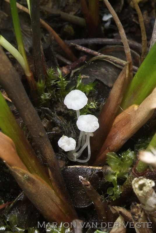 Hemimycena mauretanica microcephala - Hemimycena mauretanica microcephala