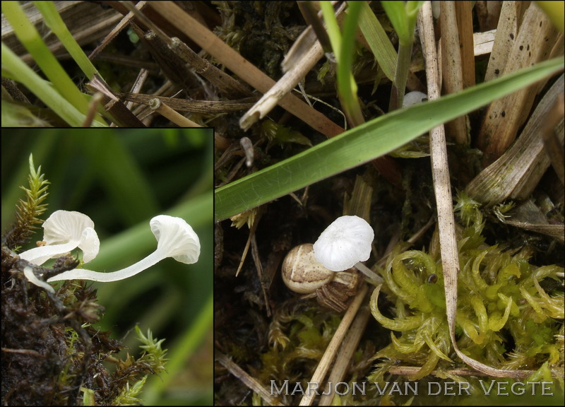 Hemimycena mauretanica microcephala - Hemimycena mauretanica microcephala