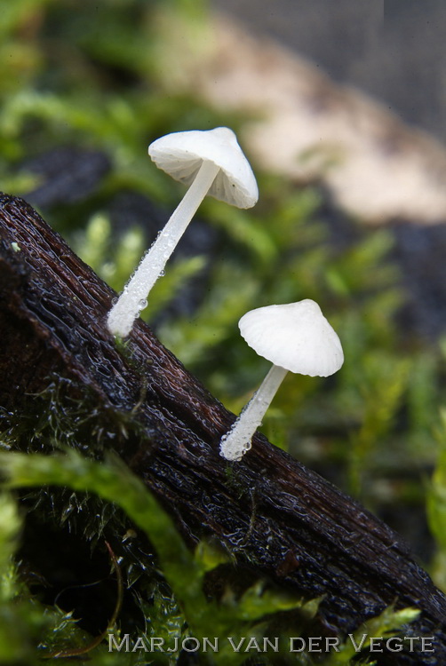 Kurkentrekkermycena - Hemimycena tortuosa