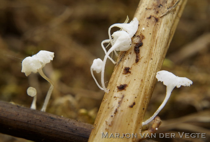 Grashalmmycena - Hemimycena epichloe