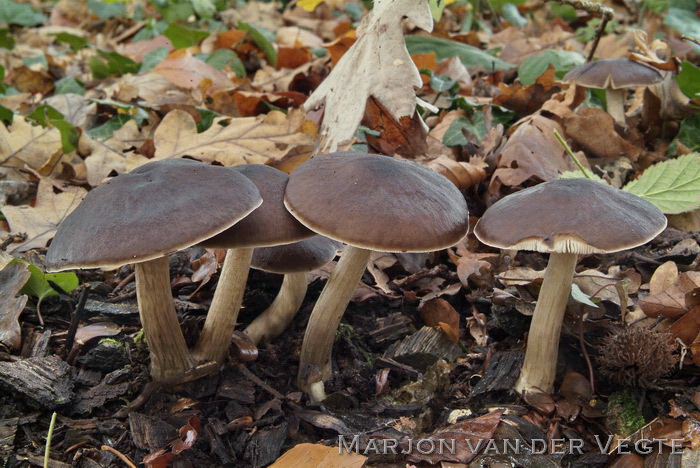 Gewone hertenzwam - Pluteus cervinus