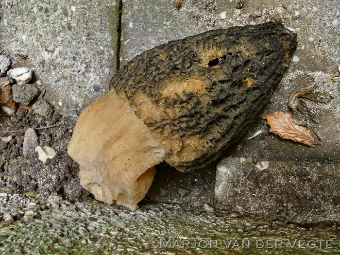 Kegelmorielje - Morchella elata