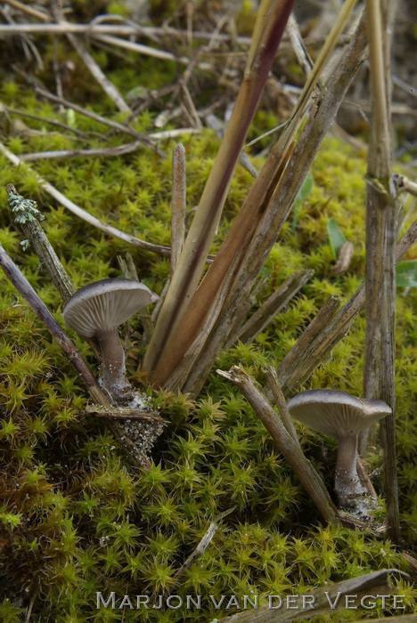 Helmharpoenzwam - Hohenbuehelia culmicola