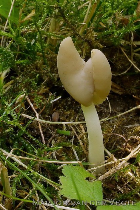 Holsteelkluifzwam - Helvella elastica