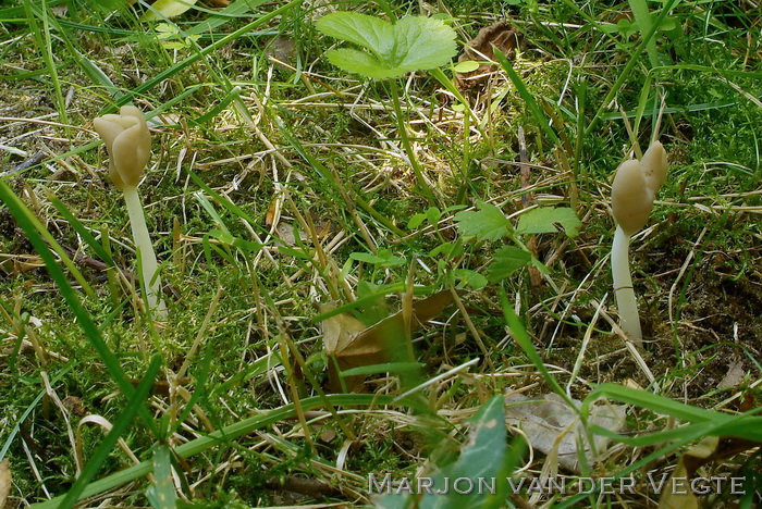 Holsteelkluifzwam - Helvella elastica