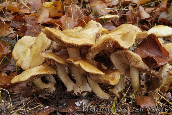 Okergele honinggordijnzwam - Cortinarius xantho-ochraceus