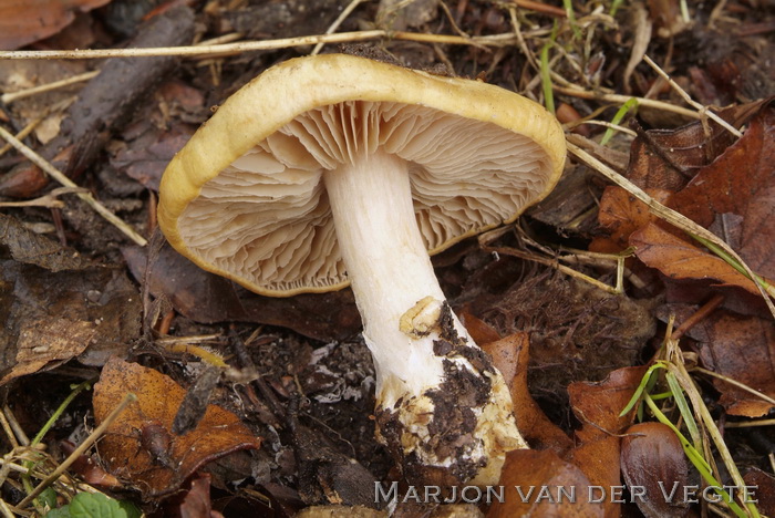 Okergele honinggordijnzwam - Cortinarius xantho-ochraceus