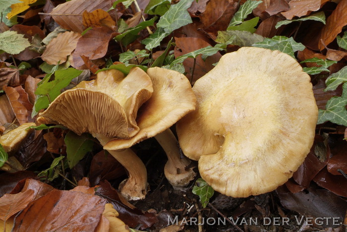 Okergele honinggordijnzwam - Cortinarius xantho-ochraceus