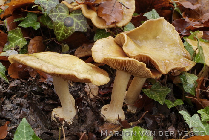 Okergele honinggordijnzwam - Cortinarius xantho-ochraceus