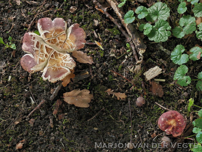 Vissige eikenrussula - Russula graveolens