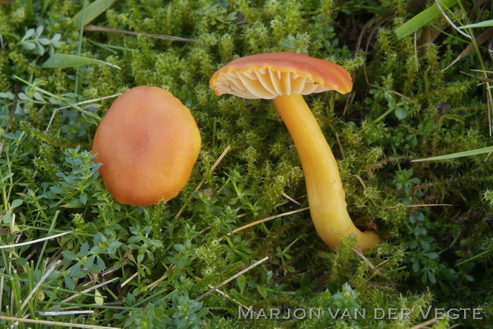 Honingwasplaat - Hygrocybe reidii