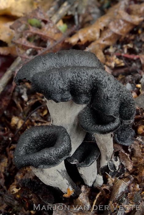 Hoorn-van-overvloed - Craterellus cornucopiodes