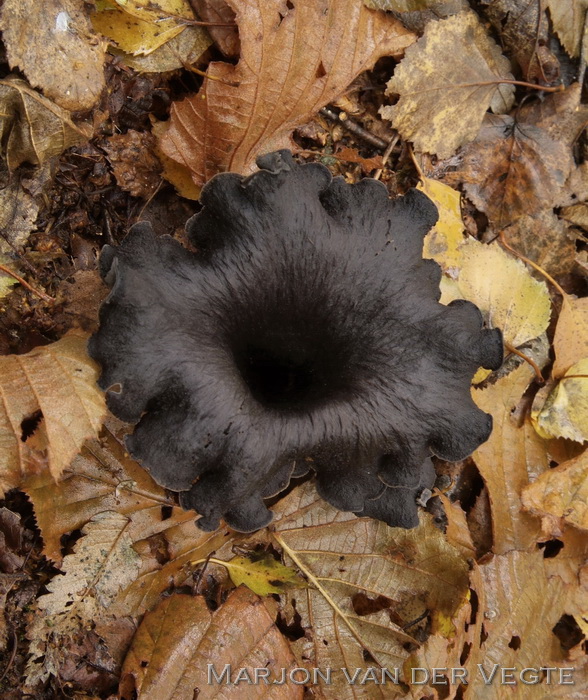 Hoorn-van-overvloed - Craterellus cornucopiodes