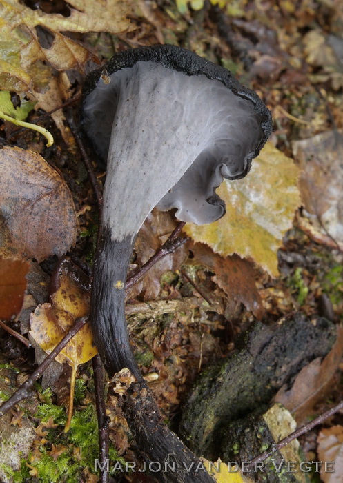 Hoorn-van-overvloed - Craterellus cornucopiodes